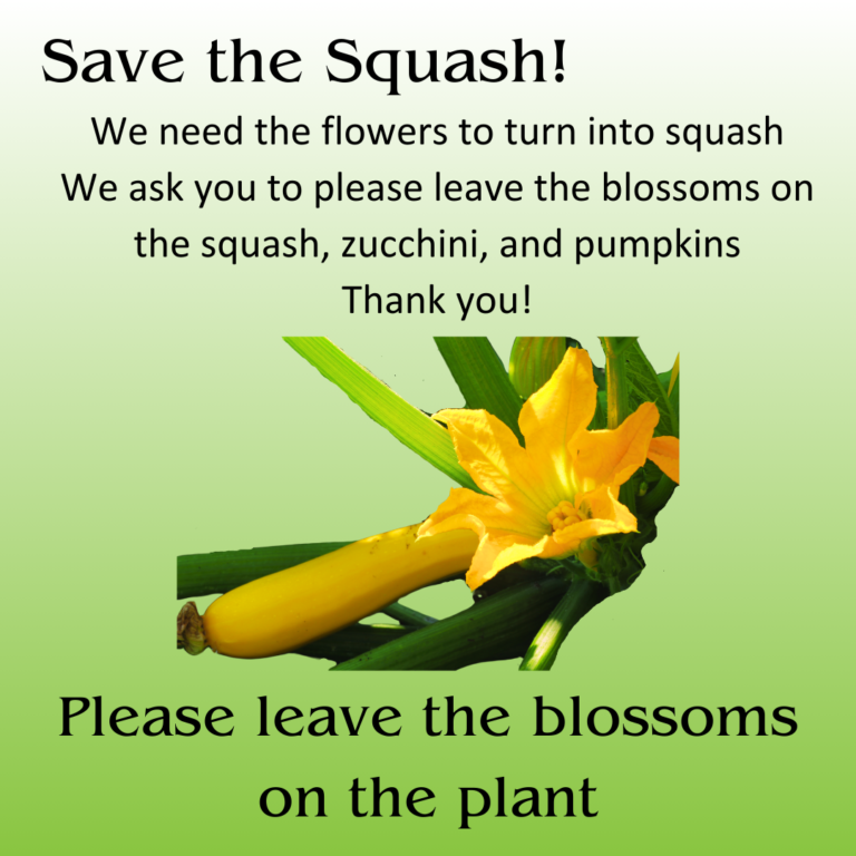 Save the Squash sign asking to not pick the yellow blossoms on the plant so they can grow into new squash